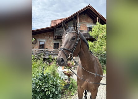 Hannoveraner, Stute, 6 Jahre, 173 cm, Dunkelbrauner