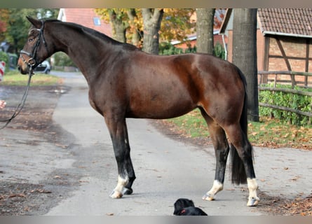 Hannoveraner, Stute, 6 Jahre, 174 cm, Brauner