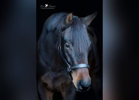 Hannoveraner, Stute, 6 Jahre, 174 cm, Dunkelbrauner