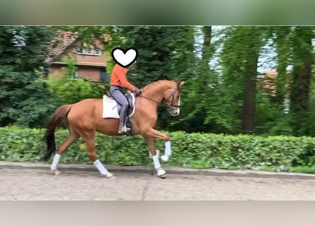 Hannoveraner, Stute, 6 Jahre, 174 cm, Fuchs