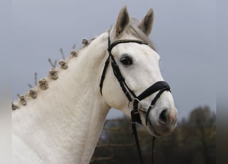 Hannoveraner, Stute, 6 Jahre, 174 cm, Schimmel