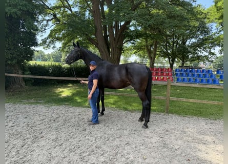 Hannoveraner, Stute, 6 Jahre, 174 cm, Schwarzbrauner