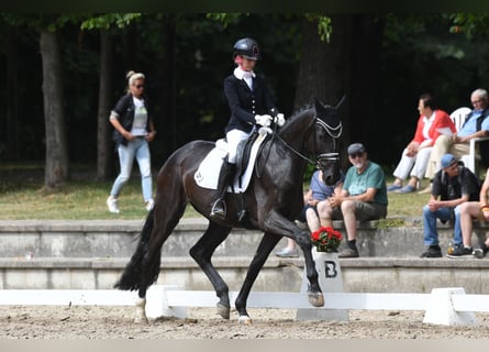 Hannoveraner, Stute, 6 Jahre, 174 cm, Schwarzbrauner