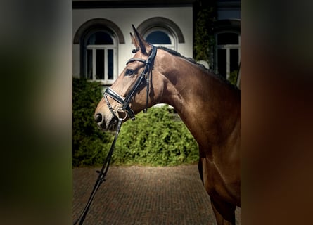Hannoveraner, Stute, 6 Jahre, 175 cm, Brauner