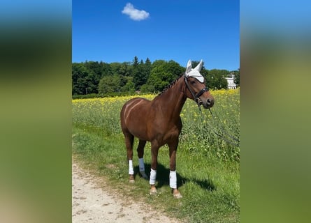 Hannoveraner, Stute, 6 Jahre, 175 cm, Dunkelfuchs