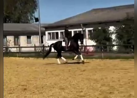 Hannoveraner, Stute, 6 Jahre, 176 cm, Rappe