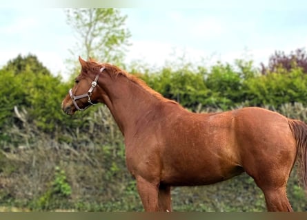 Hannoveraner, Stute, 6 Jahre, 178 cm, Fuchs