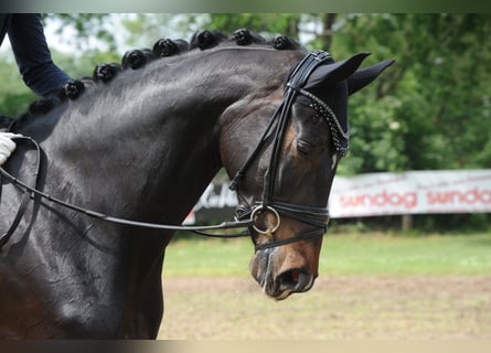 Hannoveraner, Stute, 6 Jahre, 178 cm, Schwarzbrauner
