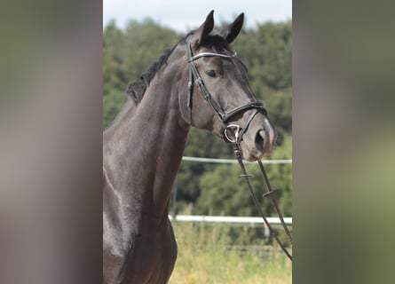 Hannoveraner, Stute, 6 Jahre, 180 cm, Rappe