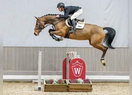 Hannoveraner, Stute, 6 Jahre, Brauner