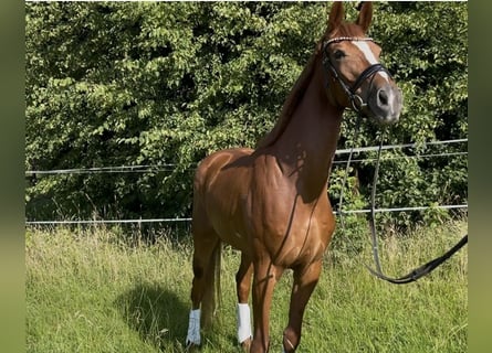 Hannoveraner, Stute, 6 Jahre, Fuchs