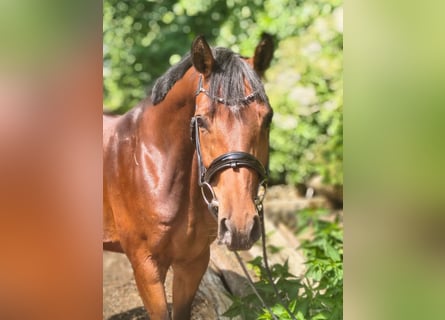 Hannoveraner, Stute, 7 Jahre, 158 cm, Brauner