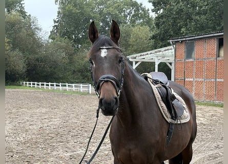 Hannoveraner, Stute, 7 Jahre, 160 cm, Dunkelbrauner