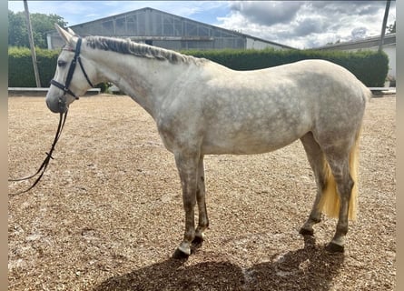 Hannoveraner, Stute, 7 Jahre, 161 cm, Schimmel