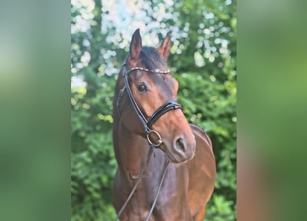 Hannoveraner, Stute, 7 Jahre, 163 cm, Dunkelbrauner