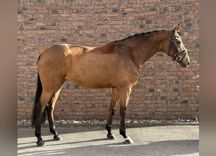 Hannoveraner, Stute, 7 Jahre, 164 cm, Brauner