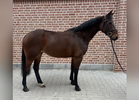 Hannoveraner, Stute, 7 Jahre, 164 cm, Dunkelbrauner