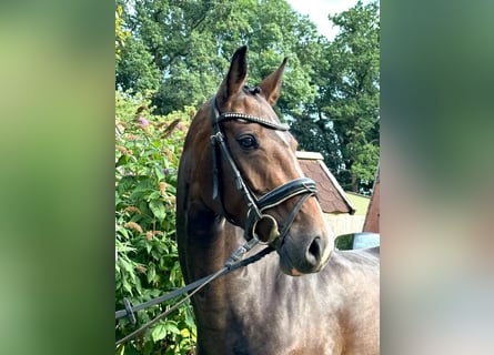 Hannoveraner, Stute, 7 Jahre, 165 cm, Brauner