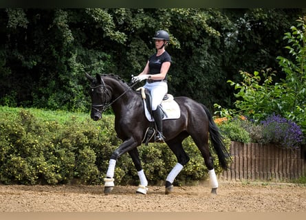 Hannoveraner, Stute, 7 Jahre, 165 cm, Rappe