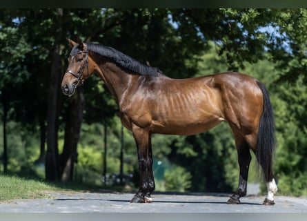 Hannoveraner, Stute, 7 Jahre, 166 cm, Brauner