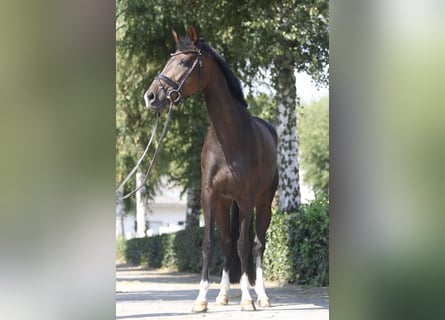 Hannoveraner, Stute, 7 Jahre, 166 cm, Dunkelbrauner