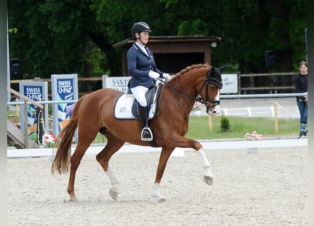 Hannoveraner, Stute, 7 Jahre, 166 cm, Dunkelfuchs