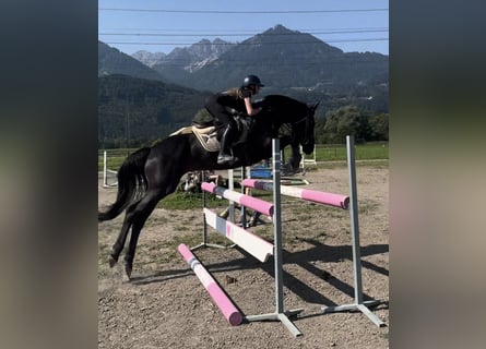 Hannoveraner, Stute, 7 Jahre, 166 cm, Rappe