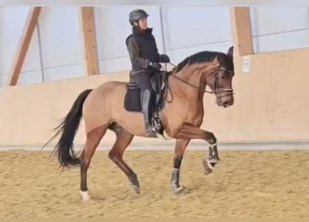 Hannoveraner, Stute, 7 Jahre, 167 cm, Brauner