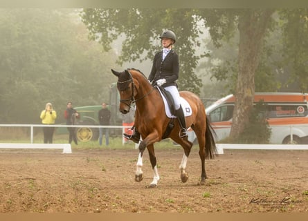 Hannoveraner, Stute, 7 Jahre, 168 cm, Brauner
