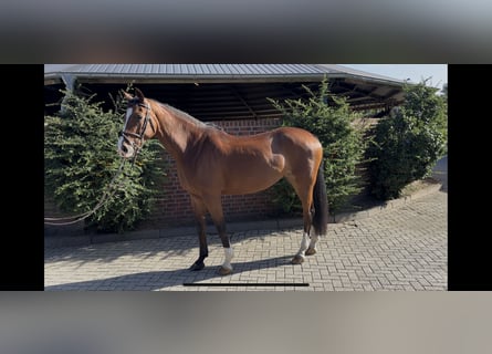 Hannoveraner, Stute, 7 Jahre, 168 cm, Brauner