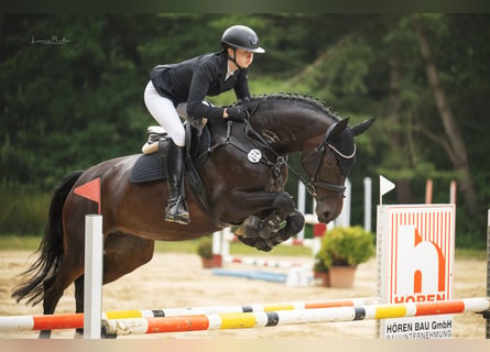 Hannoveraner, Stute, 7 Jahre, 168 cm, Dunkelbrauner