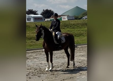 Hannoveraner, Stute, 7 Jahre, 168 cm, Fuchs