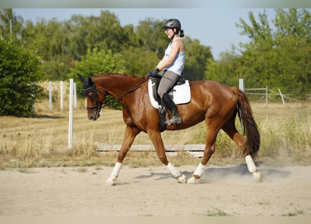 Hannoveraner, Stute, 7 Jahre, 168 cm, Fuchs