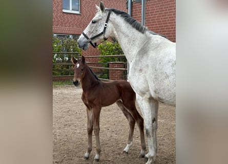 Hannoveraner, Stute, 7 Jahre, 168 cm, Schimmel
