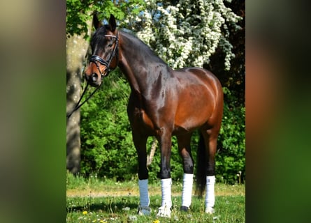 Hannoveraner, Stute, 7 Jahre, 169 cm, Brauner