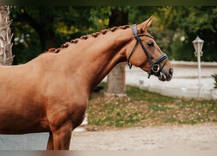 Hannoveraner, Stute, 7 Jahre, 169 cm, Fuchs