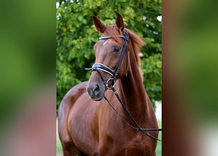 Hannoveraner, Stute, 7 Jahre, 169 cm, Fuchs