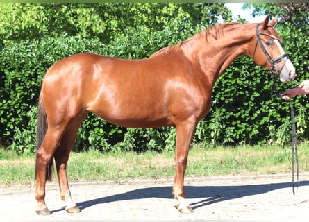 Hannoveraner, Stute, 7 Jahre, 169 cm, Fuchs