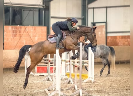 Hannoveraner, Stute, 7 Jahre, 170 cm, Dunkelbrauner