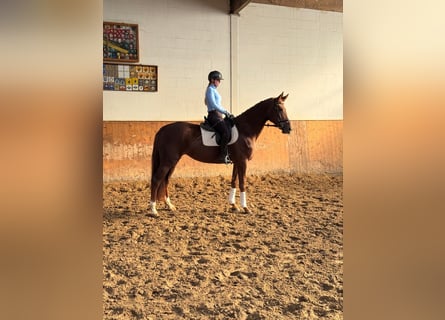 Hannoveraner, Stute, 7 Jahre, 170 cm, Fuchs