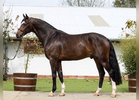 Hannoveraner, Stute, 7 Jahre, 171 cm, Brauner