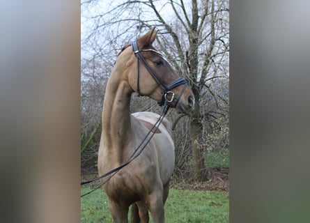 Hannoveraner, Stute, 7 Jahre, 171 cm, Dunkelfuchs