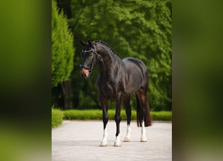 Hannoveraner, Stute, 7 Jahre, 172 cm, Dunkelbrauner