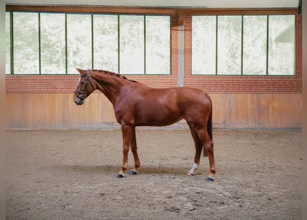 Hannoveraner, Stute, 7 Jahre, 172 cm, Fuchs