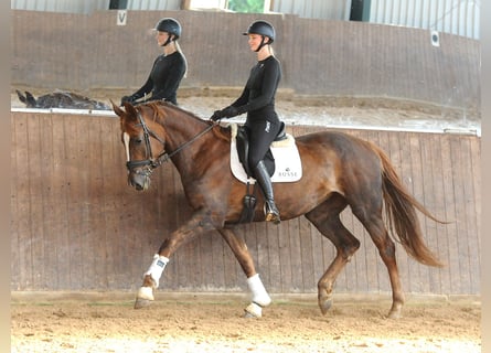 Hannoveraner, Stute, 7 Jahre, 173 cm, Dunkelfuchs