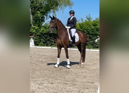 Hannoveraner, Stute, 7 Jahre, 174 cm, Dunkelfuchs