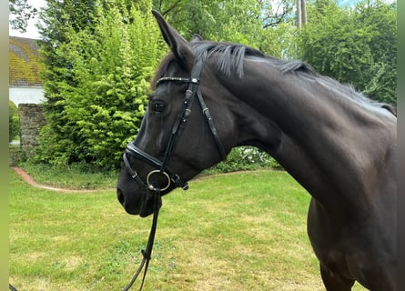 Hannoveraner, Stute, 7 Jahre, 174 cm, Rappe