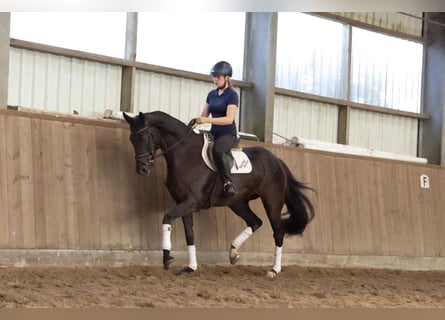 Hannoveraner, Stute, 7 Jahre, 174 cm, Rappe