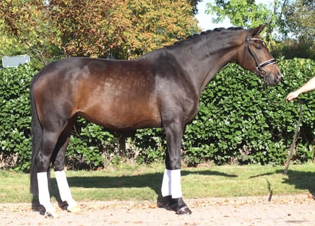 Hannoveraner, Stute, 7 Jahre, 175 cm, Dunkelbrauner