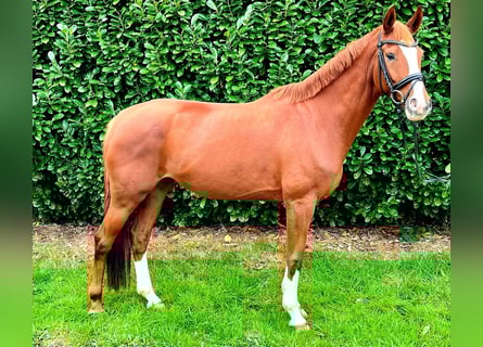 Hannoveraner, Stute, 7 Jahre, Fuchs